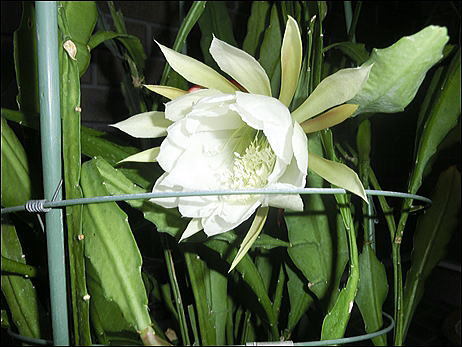 CIMG0373.jpg