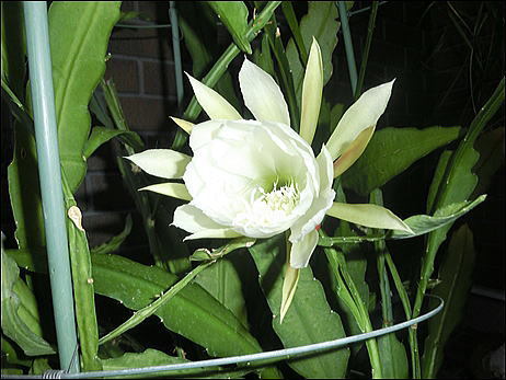 CIMG0375.jpg