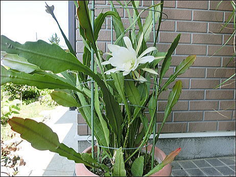 CIMG0380.jpg