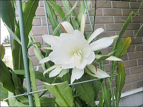 CIMG0381.jpg