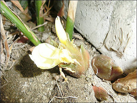 CIMG0647.jpg