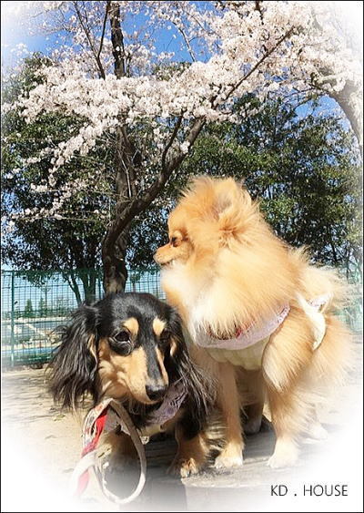 hanami.jpg